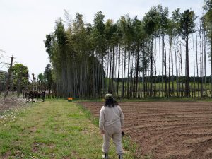 タケノコ掘 り 1　240426 (1 - 1)